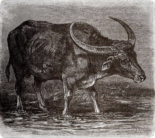 Символ вола